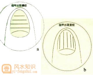 指甲有纹路代表什么